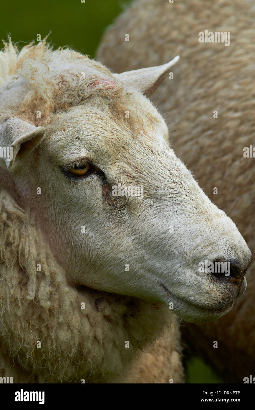 Sheep near Wakefield, near Nelson, South Island, New Zealand Stock Photo