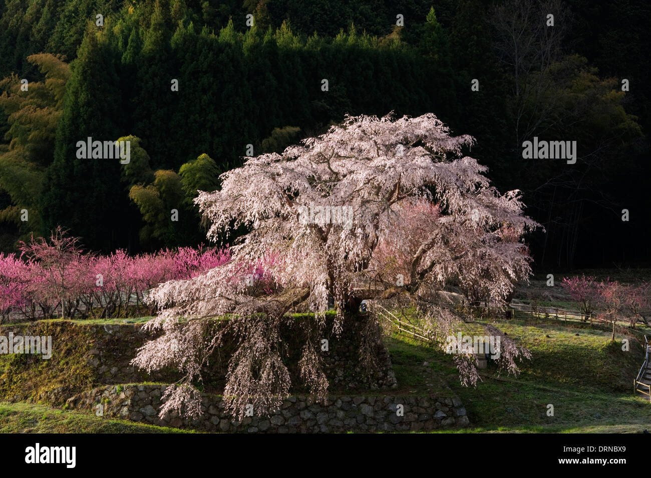 Matabei sakura,Cherry blossom,Ouda,Nara,Japan Stock Photo