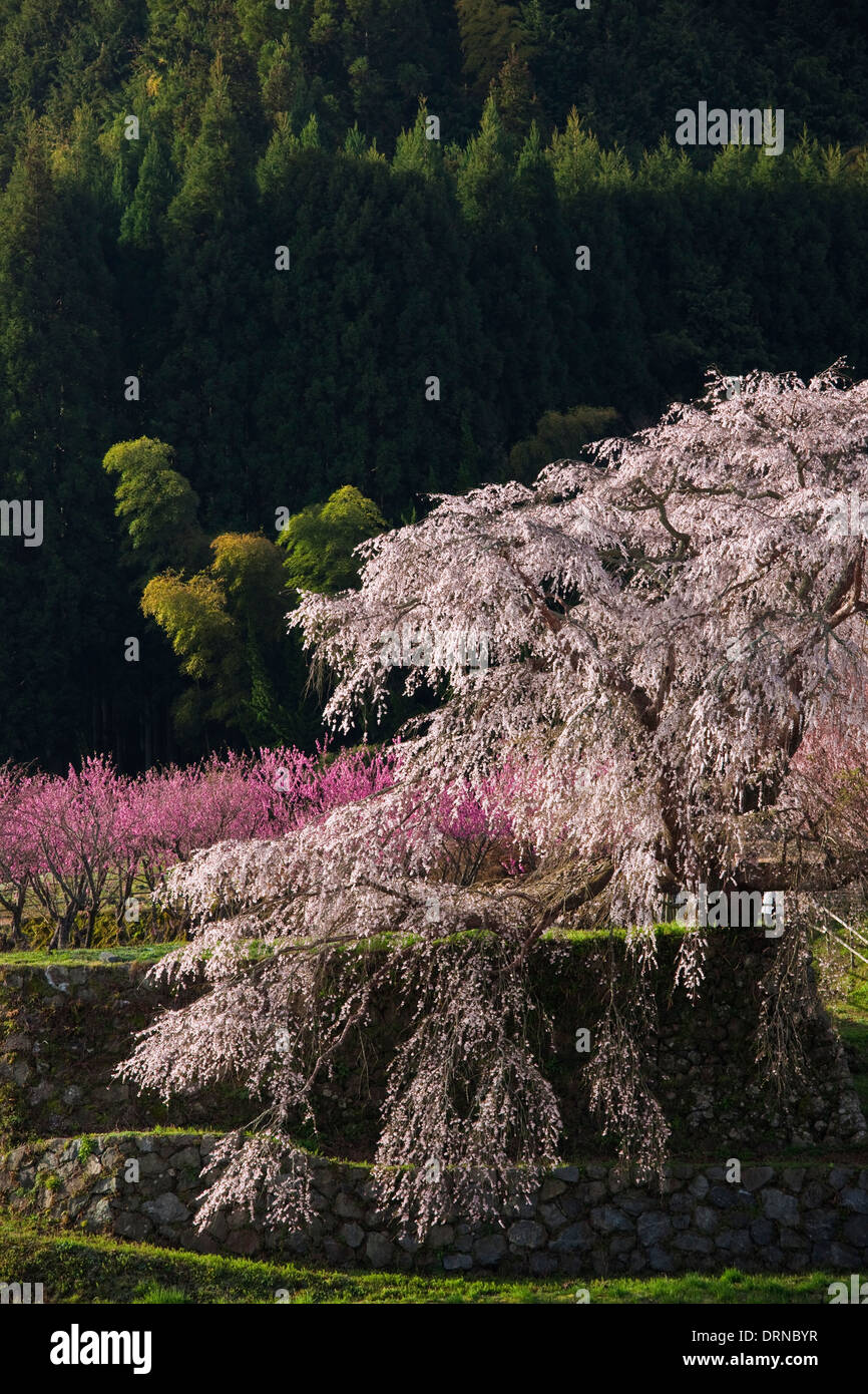 Matabei sakura,Cherry blossom,Ouda,Nara,Japan Stock Photo