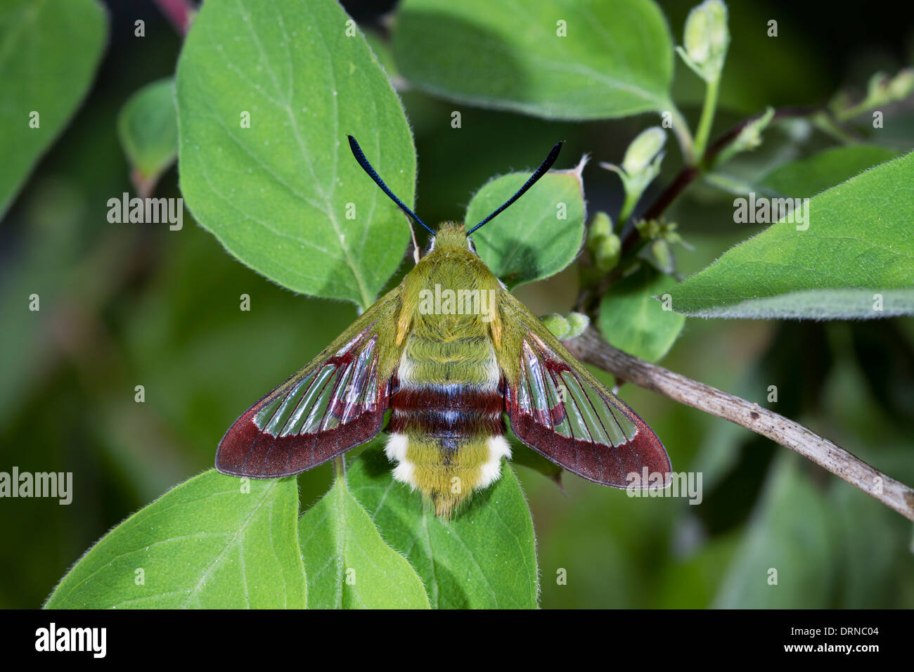 Hemaris fuciformis Broad-bordered Bee Hawk-moth Hummelschwaermer Stock Photo