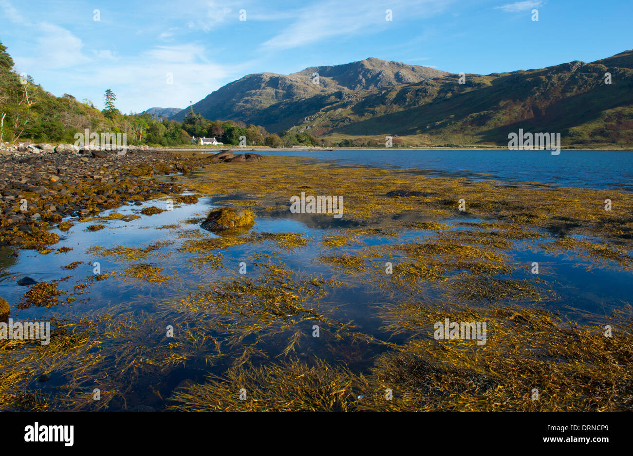 a landscape of inverie bay loch nevis knoydart on the west coast of scotland with a interesting foreground of seaweed Stock Photo