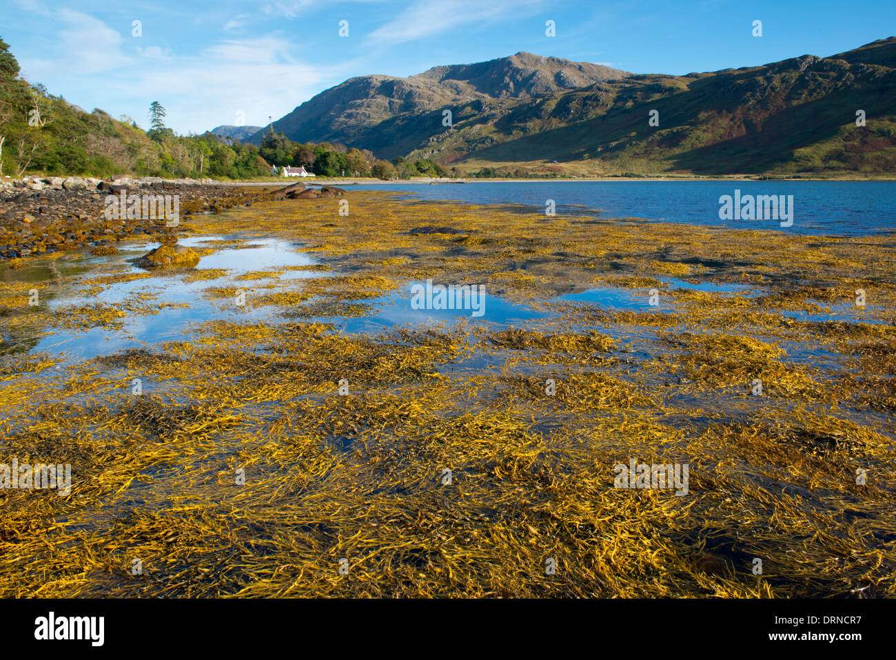 a landscape of inverie bay on loch nevis knoydart on the west coast of scotland a interesting forground of seaweed Stock Photo