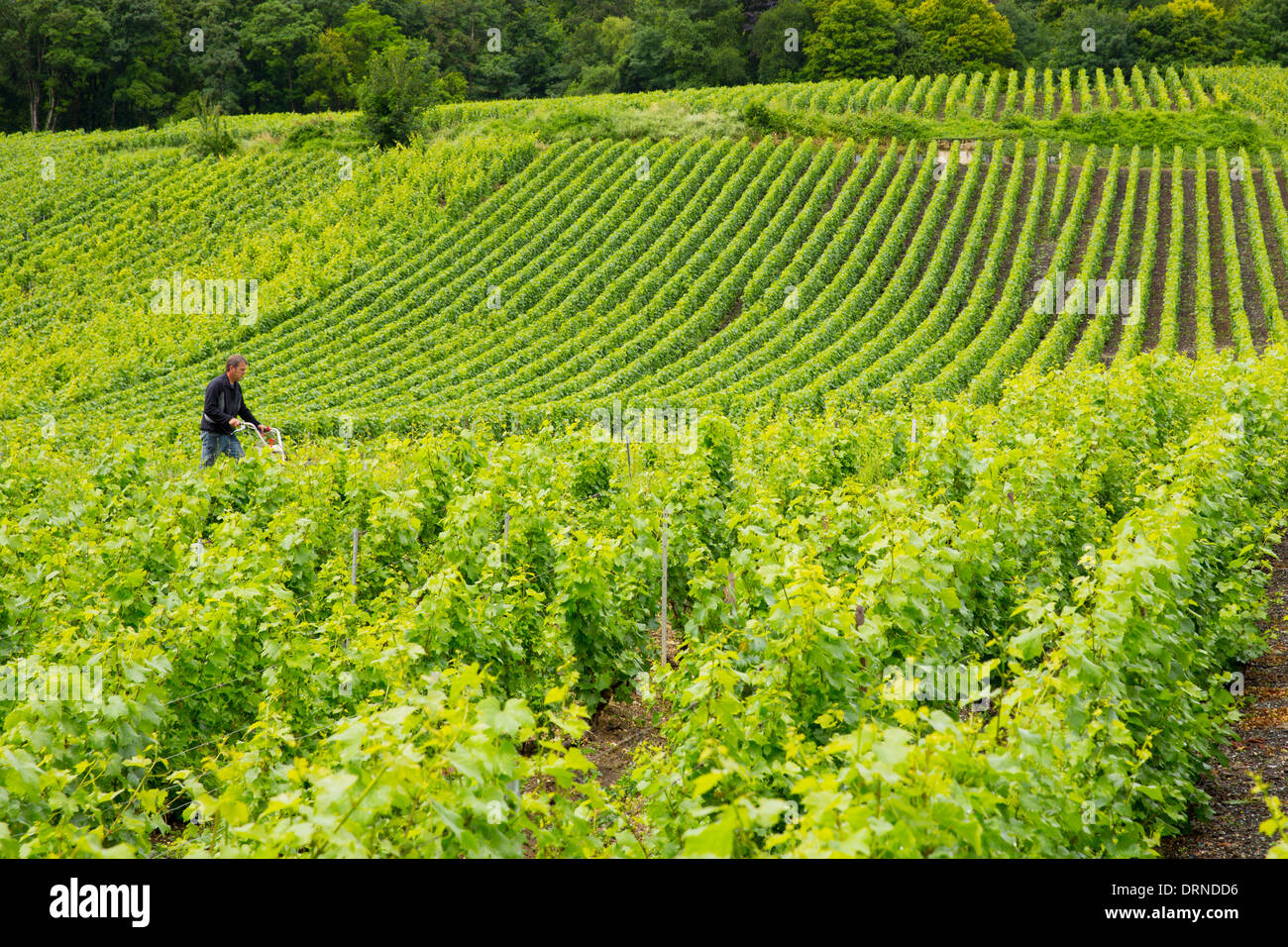 Worker using rotivator to remove weeds in Chardonnay grapevines at vineyard in Avize in the Champagne-Ardenne region, France Stock Photo