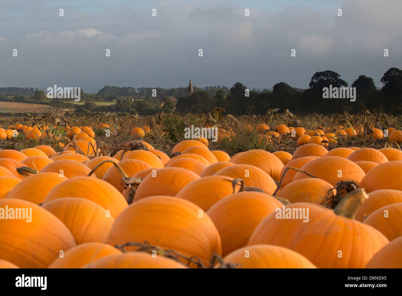 Pumpkins growing on a farm hi-res stock photography and images - Alamy