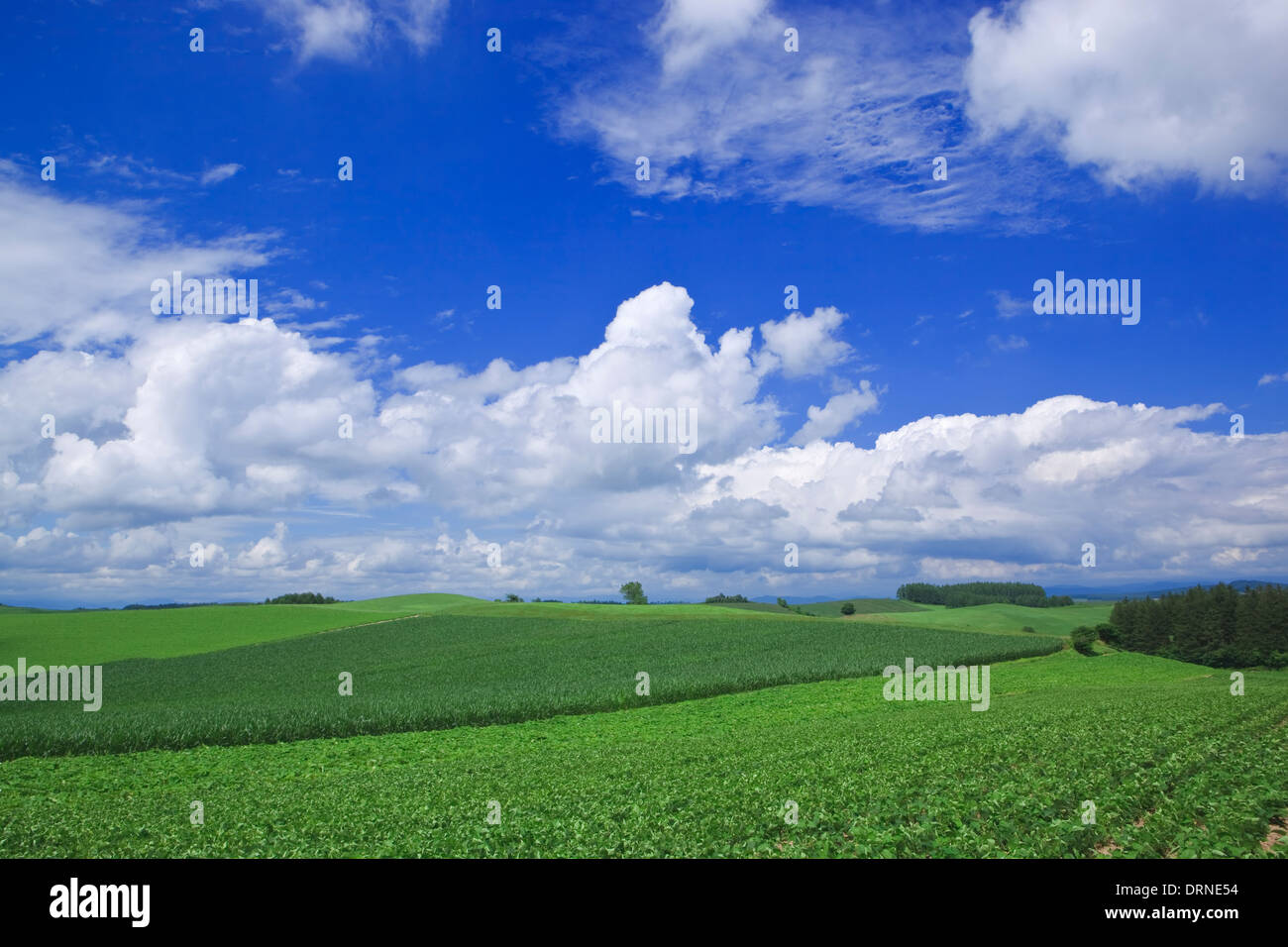 Dramatic clouds and Blue sky with Vegetable garden in Hokkaido Stock Photo