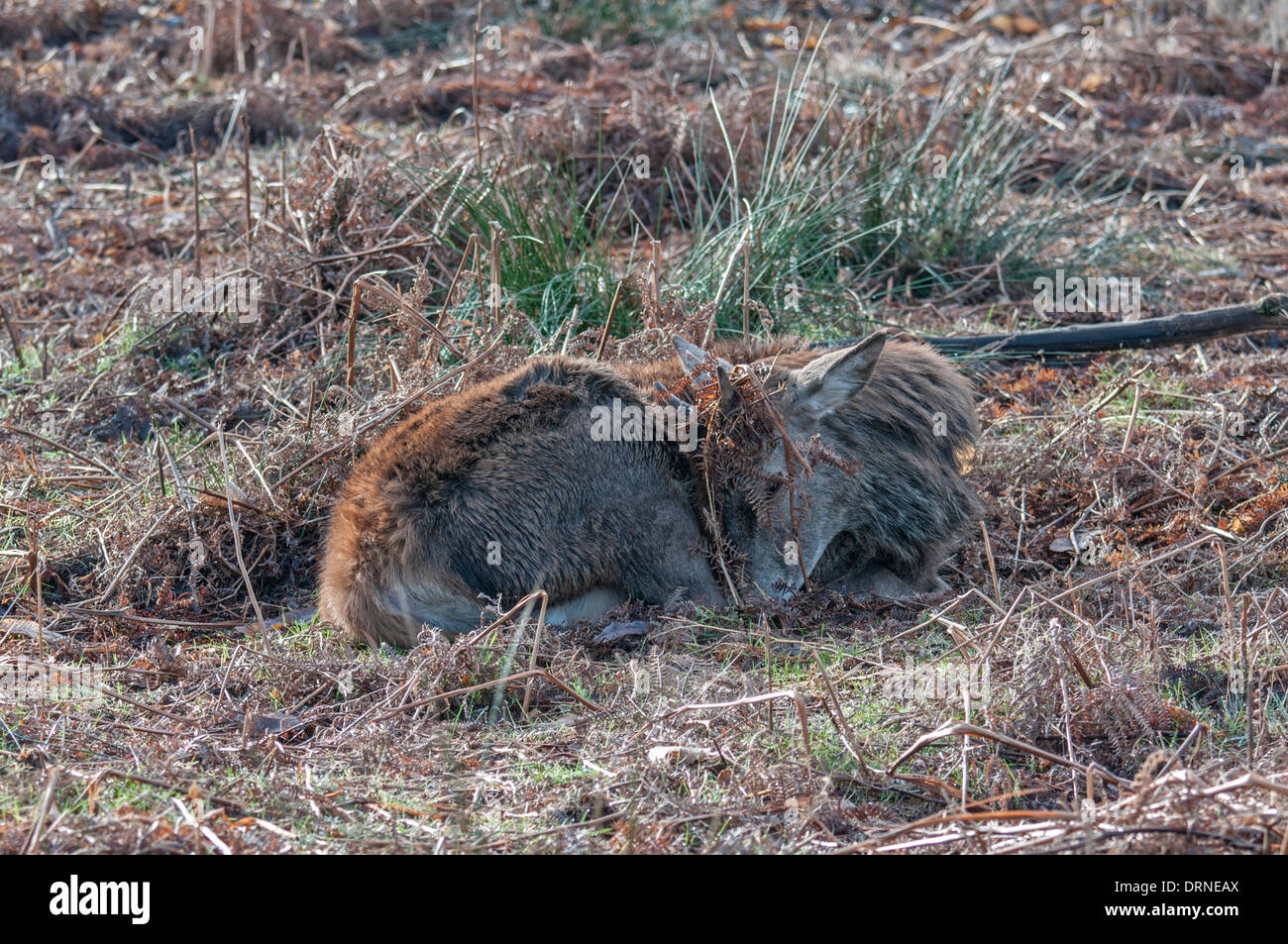 Red Deer: Cervus elaphus. Young stag asleep in bracken. Richmond Park, Surrey, England Stock Photo