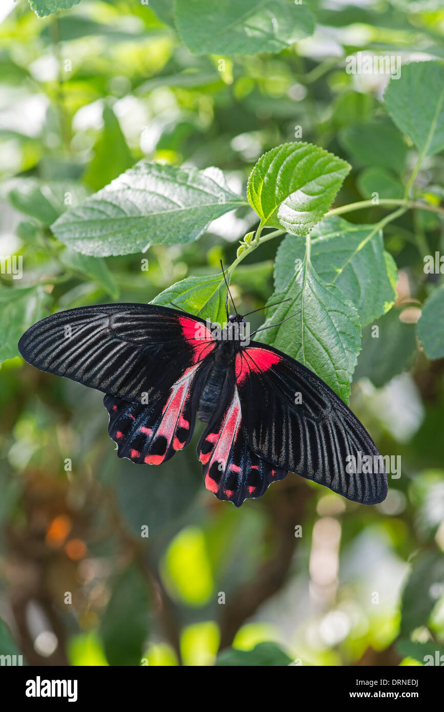 Scarlet Swallowtail: Papilio rumanzovia Stock Photo