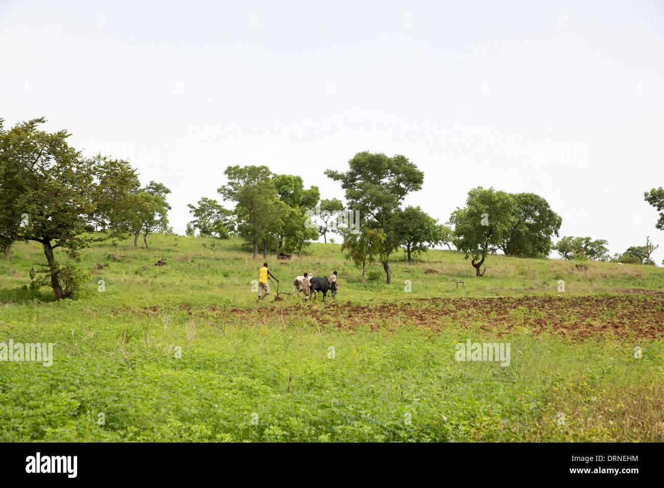 young boys ploughing field with oxen in rural Burkina Faso, Africa Stock Photo