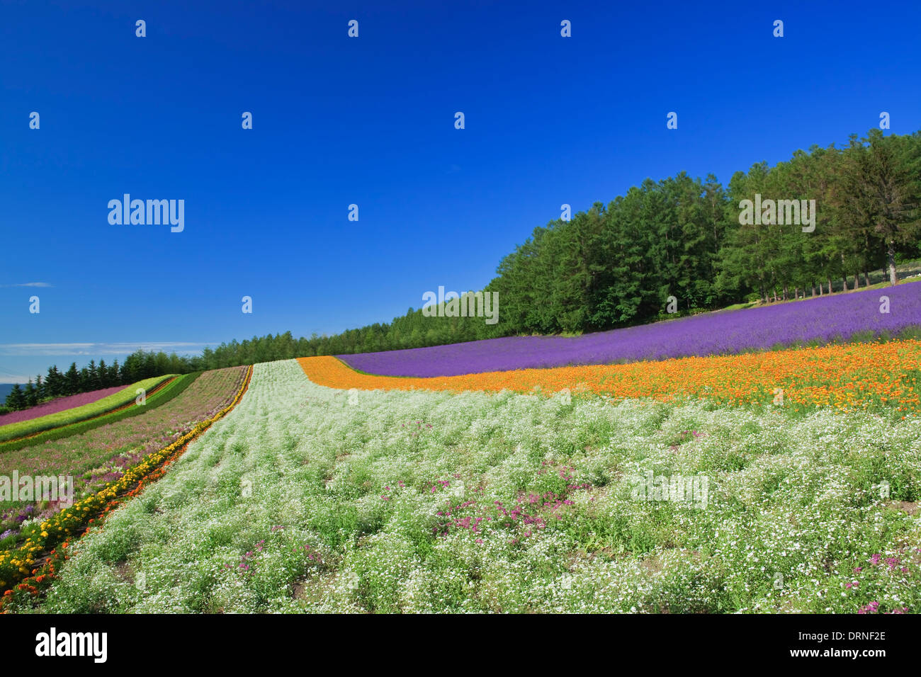 Colorful flower garden and blue sky in Hokkaido. Stock Photo