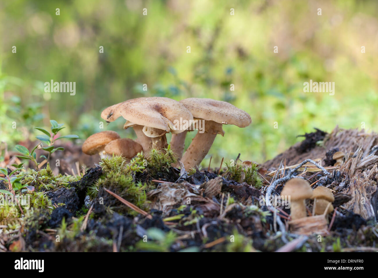 Family of fenugreek milkcap mushrooms in forest Stock Photo