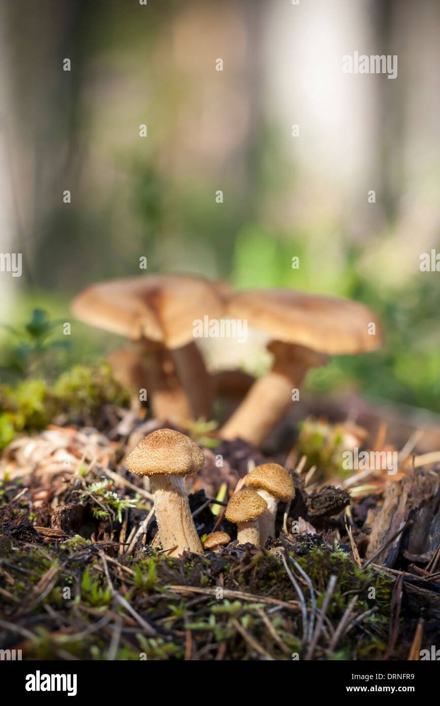 Family of fenugreek milkcap mushrooms in forest Stock Photo