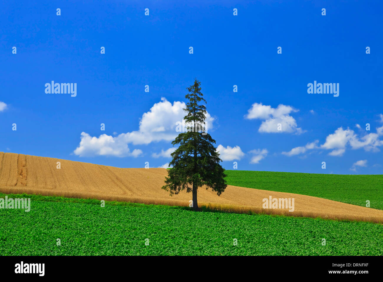 Christmas tree on the field of green in Biei Stock Photo