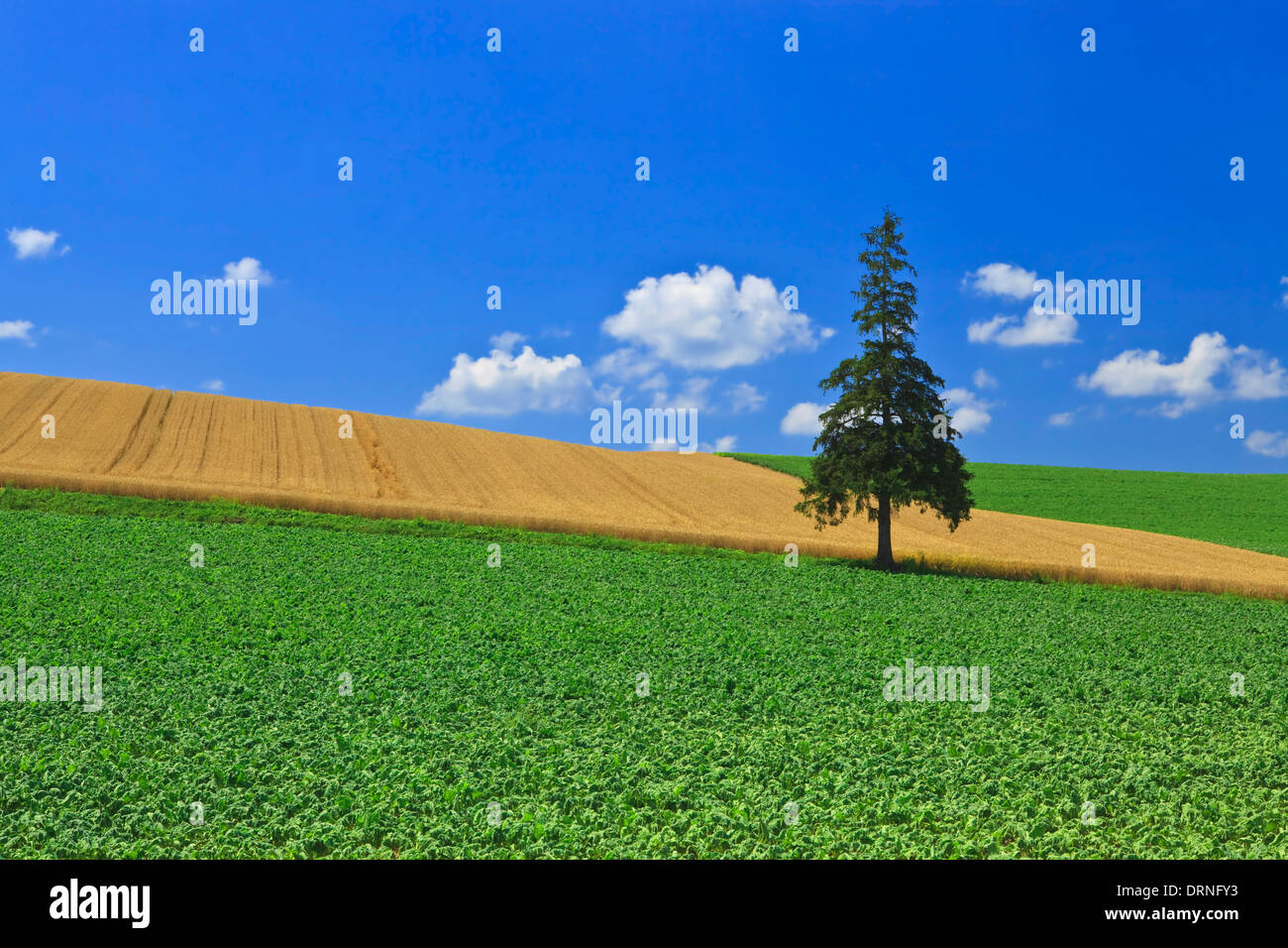 Christmas tree on the field of green in Biei Stock Photo