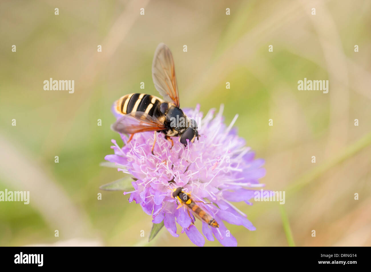 Little wasp on violet flower collecting honey Stock Photo