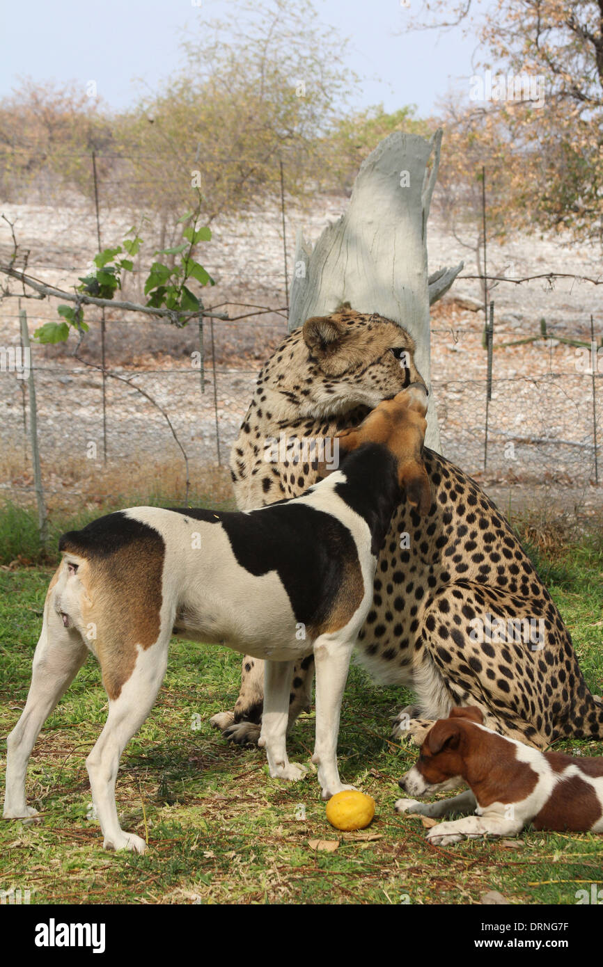 Dog licking face of a cheetah in a cheetah sanctuary ,Namibia,Africa. Stock Photo
