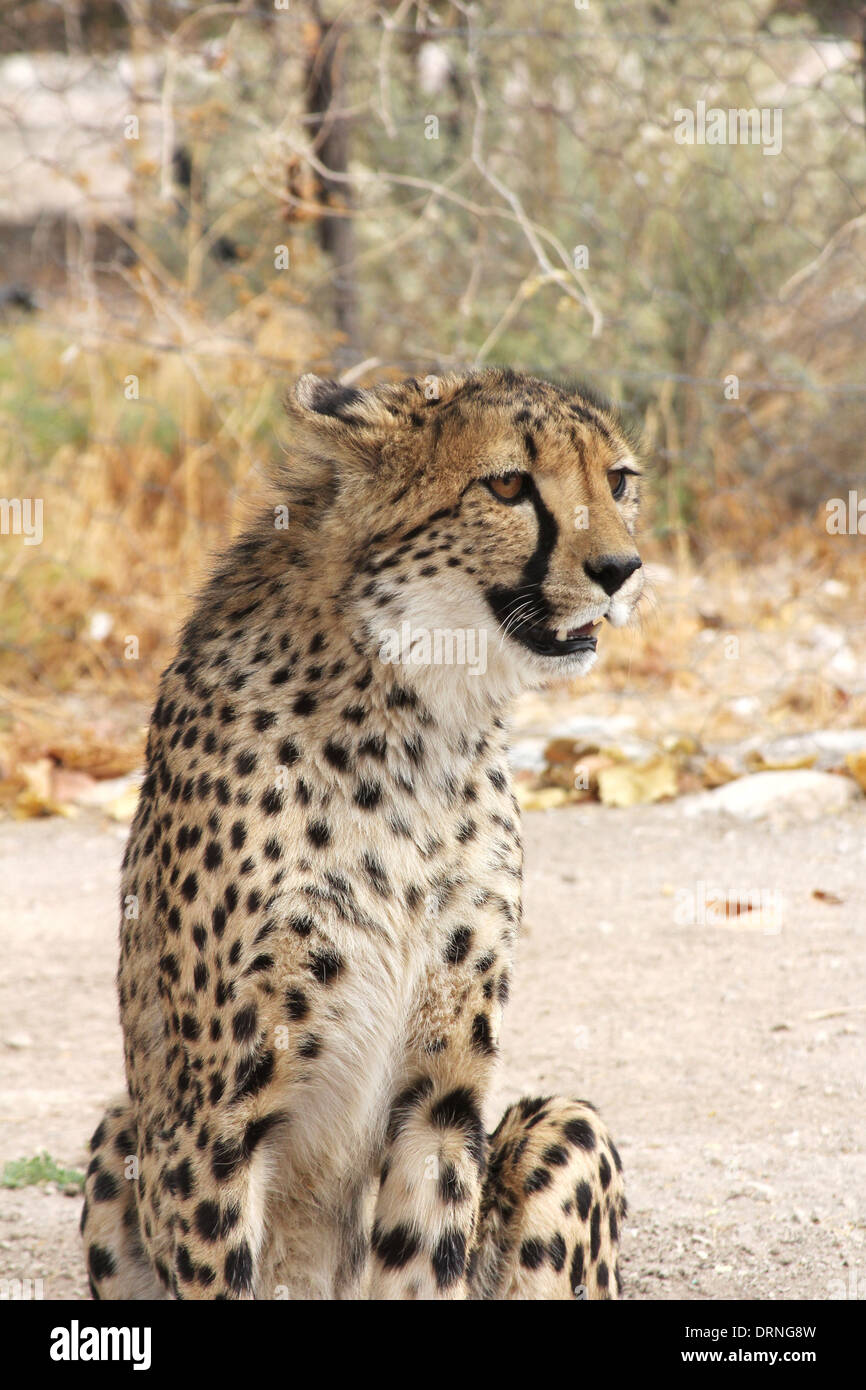 Sitting Cheetah in a cheetah Africat foundation,Okonjima..sanctuary ,Namibia,Africa. Stock Photo