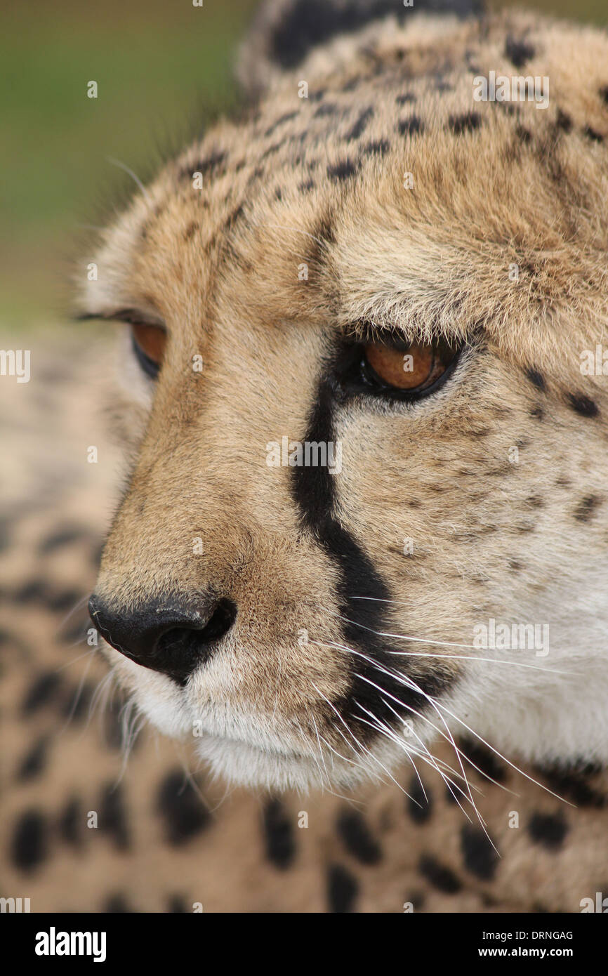 Face of a Cheetah in Etosha National Park,Namibia,Africa. Stock Photo