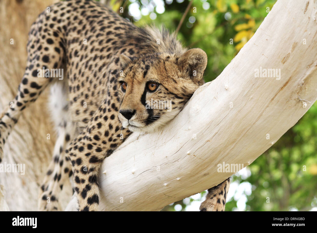 Cheetah lying along a branch of a tree in Namibia.Africa. Stock Photo