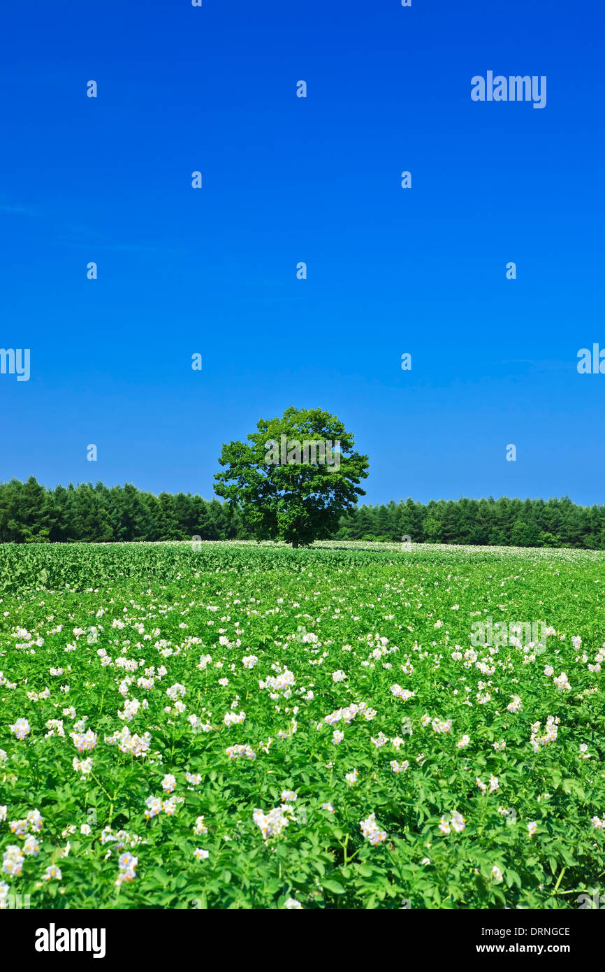 One tree on the Potato patch with Blue Sky Stock Photo