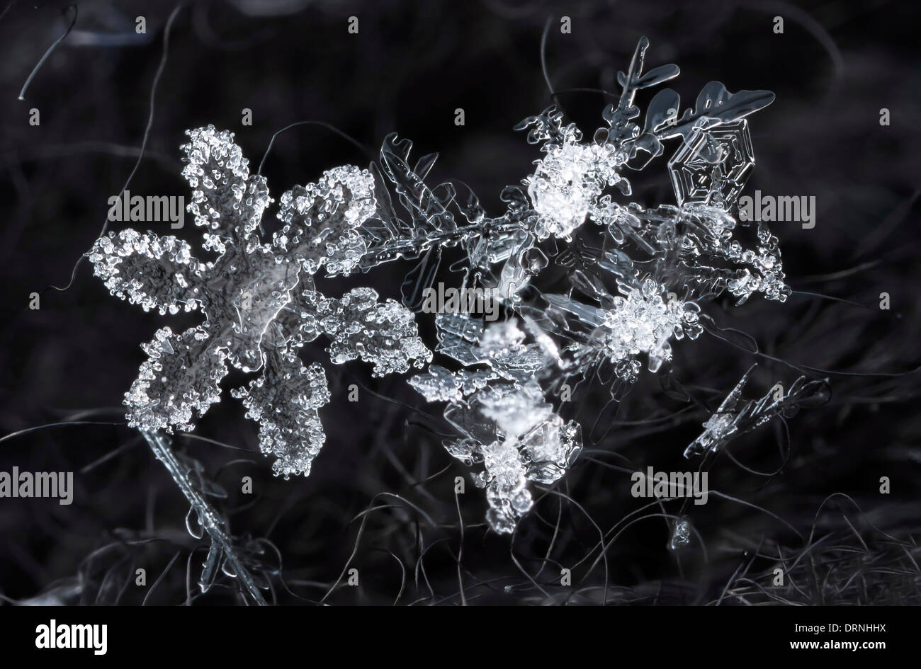 Extreme macro of snowflake crystals on hairy glove Stock Photo