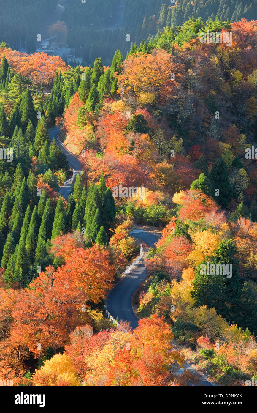 Autumn leaves and Winding road Stock Photo