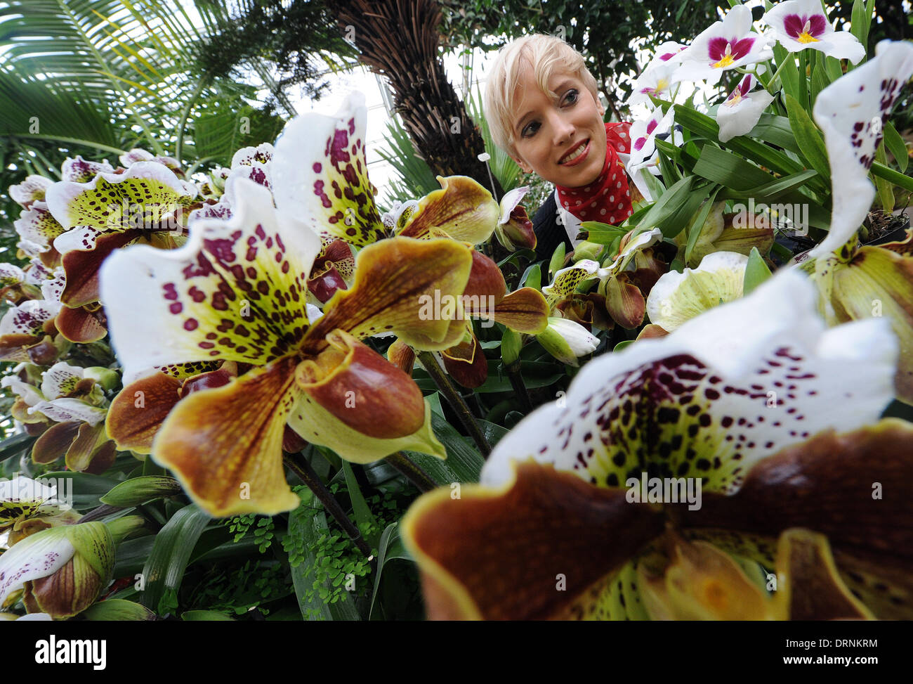 Hanover, Germany. 30th Jan, 2014. Sarah presents lady's-slipper orchids (front) and a Miltonia Orchid (R top) in the tropical glasshouses of the Berggarten botanical garden in Hanover, Germany, 30 January 2014. The exotic plants belong to around 2,000 different exhibits that are on display in the special show 'Lady's slippers - the most beautiful shoes in the world', which takes place from 31 January until 28 February 2014. Photo: HOLGER HOLLEMANN/dpa/Alamy Live News Stock Photo