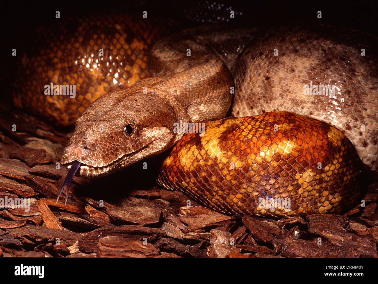 Hogg Island Boa Boa constrictor imperator "Hogg Island", Boidae, Central America Stock Photo Alamy