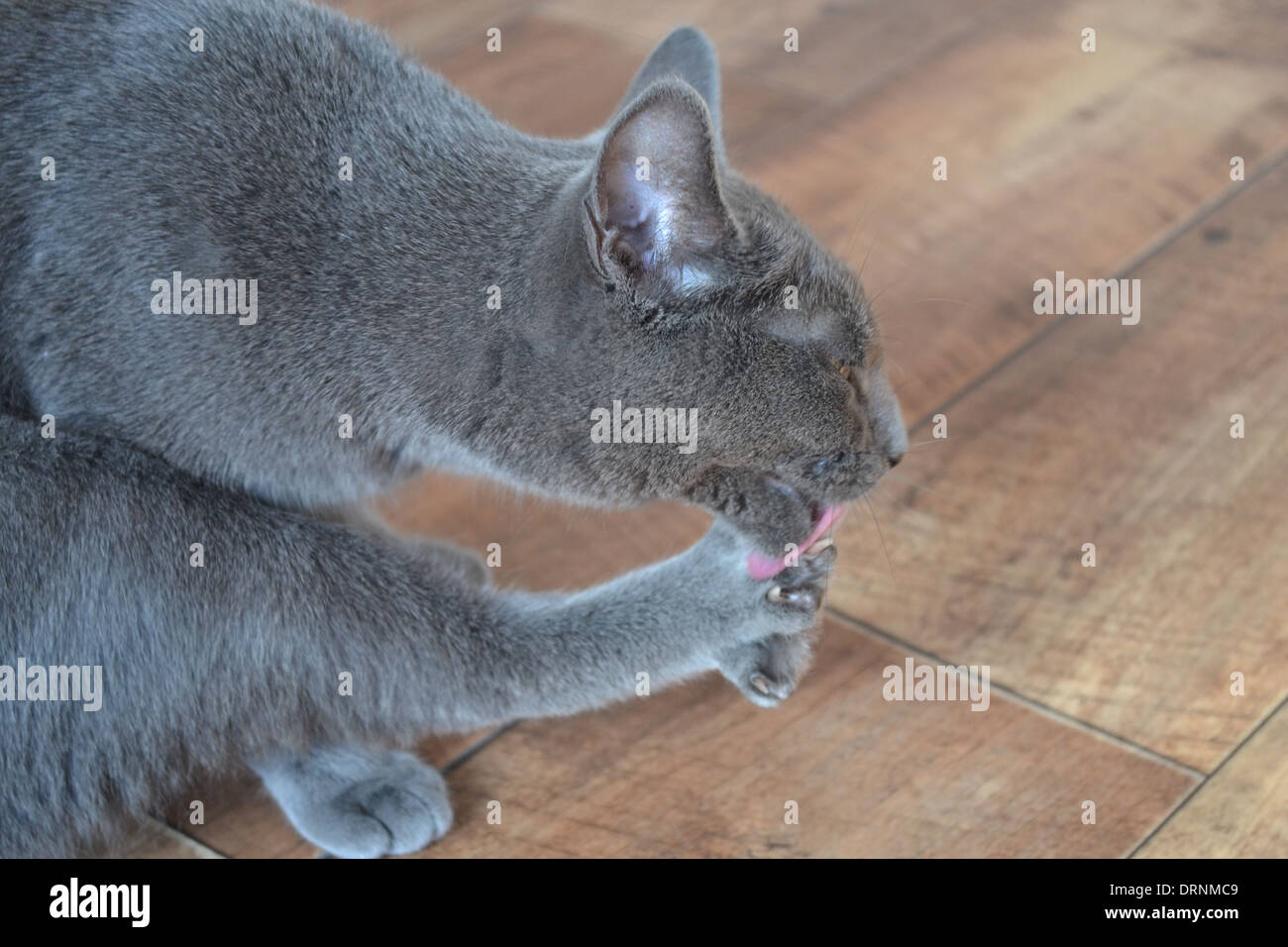 Russian Blue cat cleaning her paws Stock Photo
