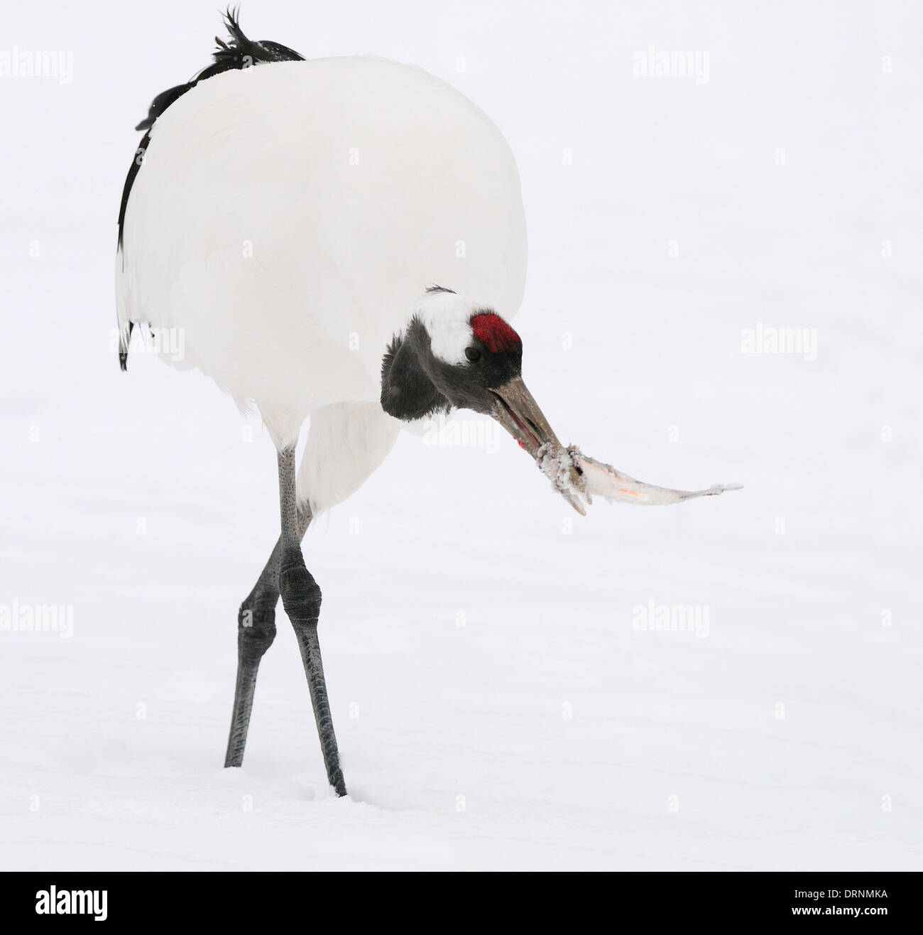 Japanese aka Red Crowned Cranes on a snowy field near Akan on Hokkaido ...