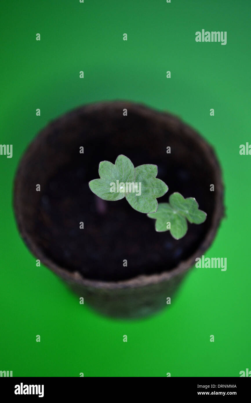 Nasturtium seedlings, one week from germination, in a peat pot Stock