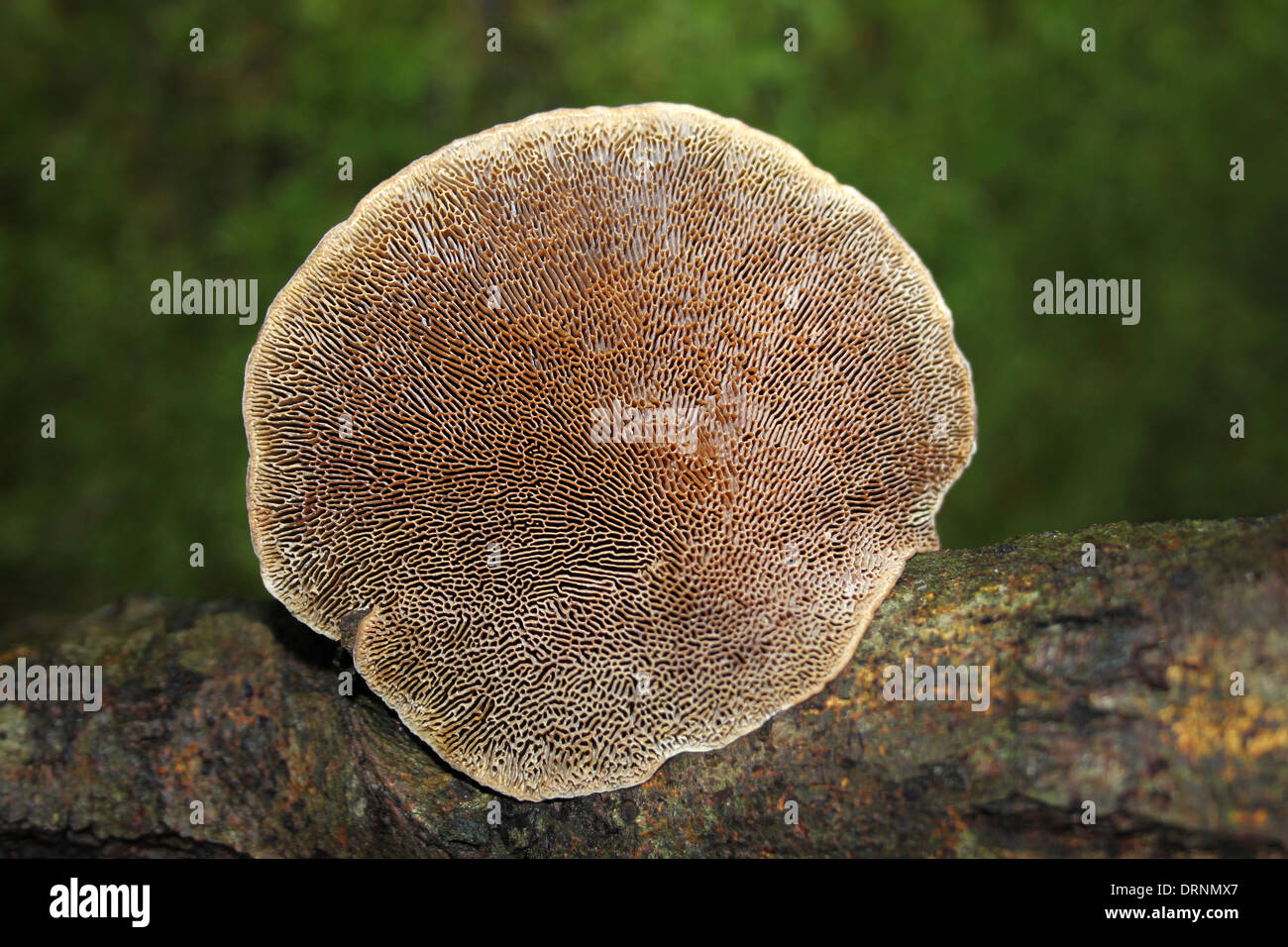 Pore Detail On Underside Of Blushing Bracket Daedaleopsis confragosa Stock Photo