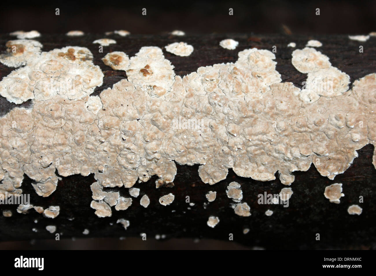 Bleeding Broadleaf Crust Stereum rugosum Stock Photo