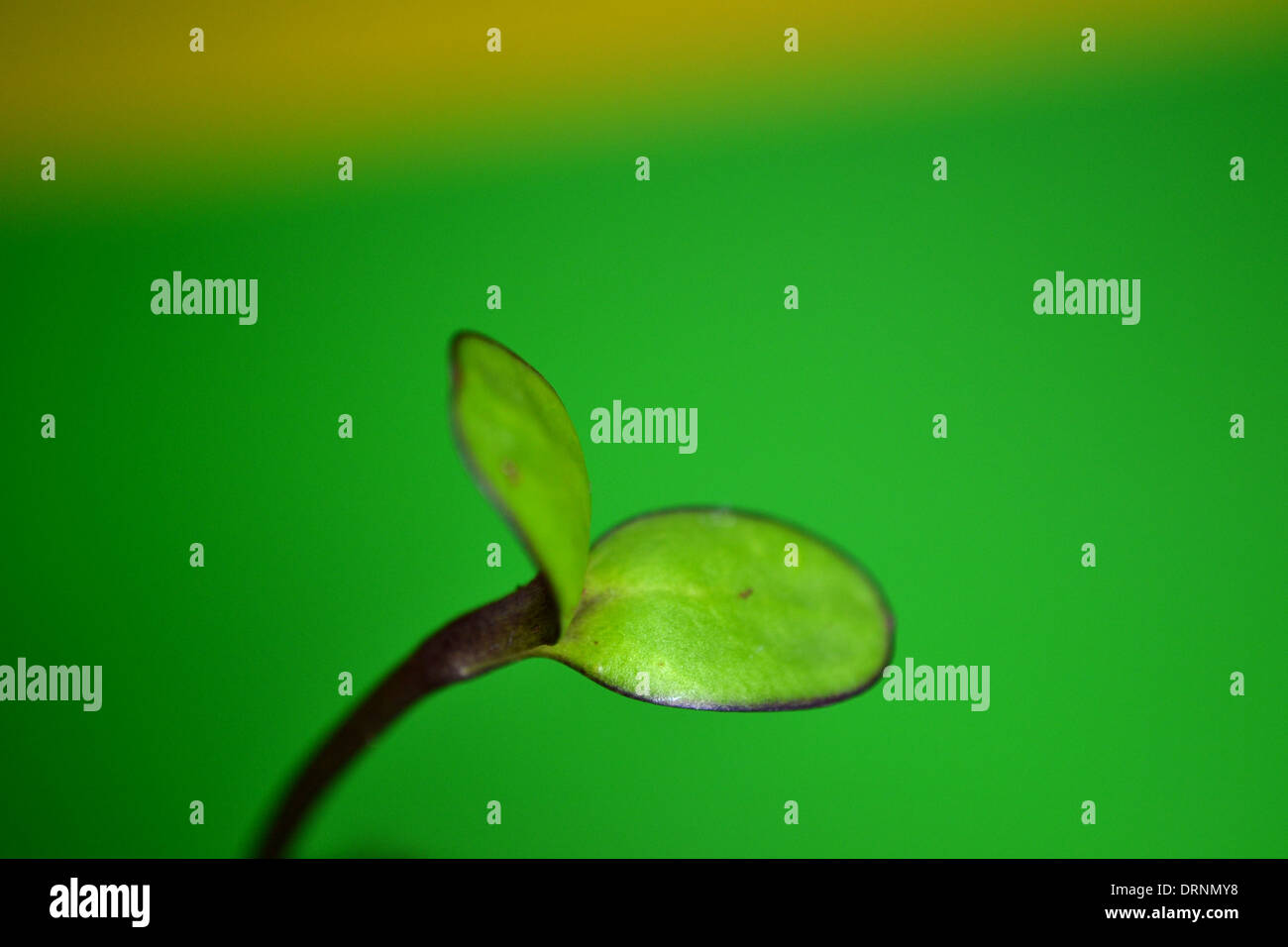 Sunflower (Velvet Queen) seedling Stock Photo