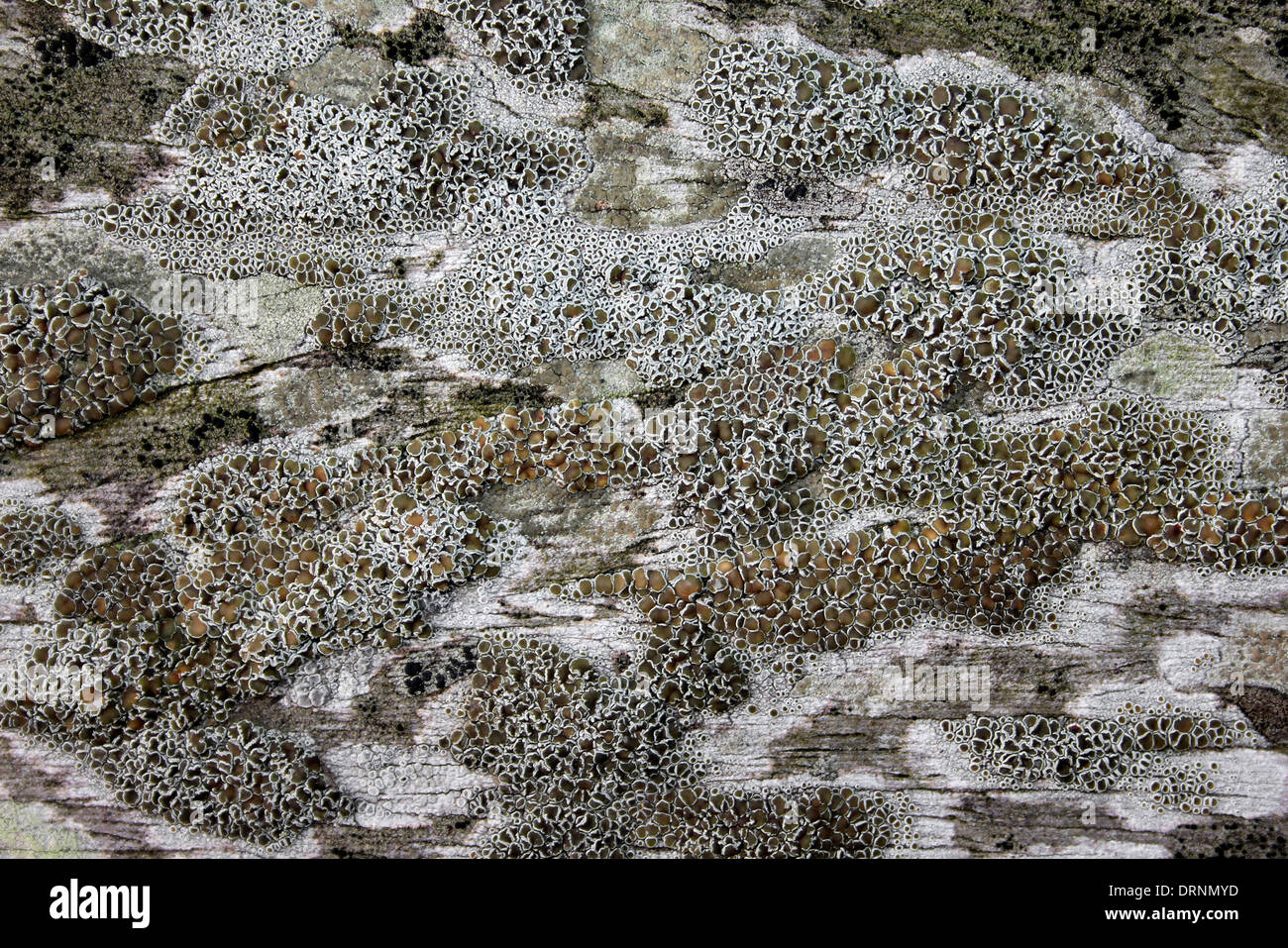 Crustose Lichen Lecanora species on Wood Stock Photo