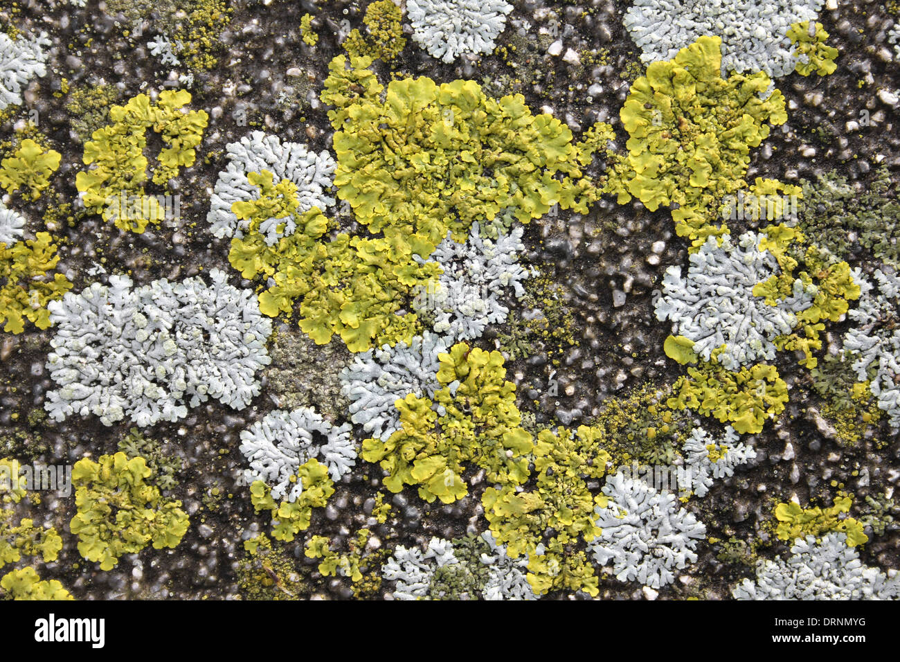 Encrusting Lichens On Stone Stock Photo