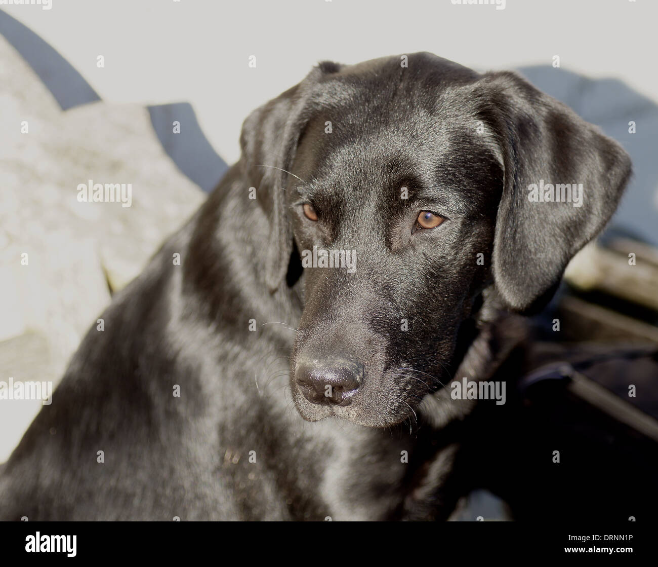 Six month old black Labrador puppy sitting on a bench Stock Photo Alamy
