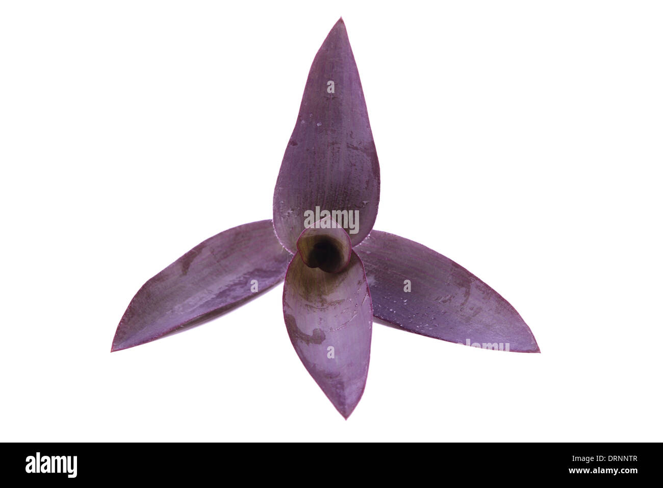 purple leaf of dayflower Stock Photo