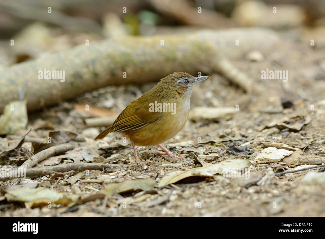 beautiful Abbott's Babbler (Trichastoma abbotti) at the middle of thailand Stock Photo