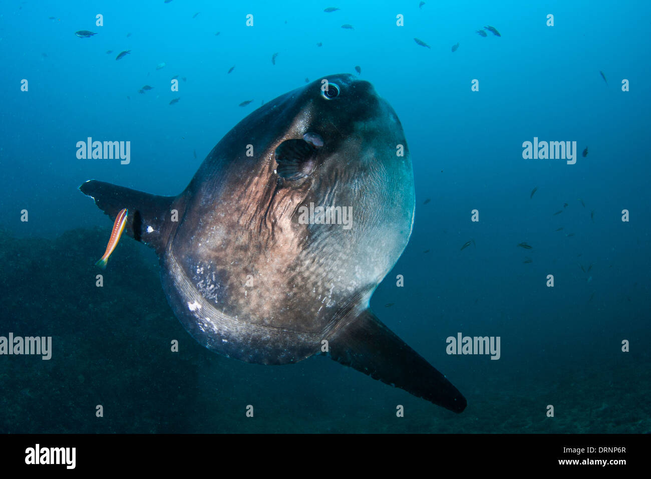 Sunfish (Mola mola) is a rare and enormous fish in our seas and oceans Stock Photo