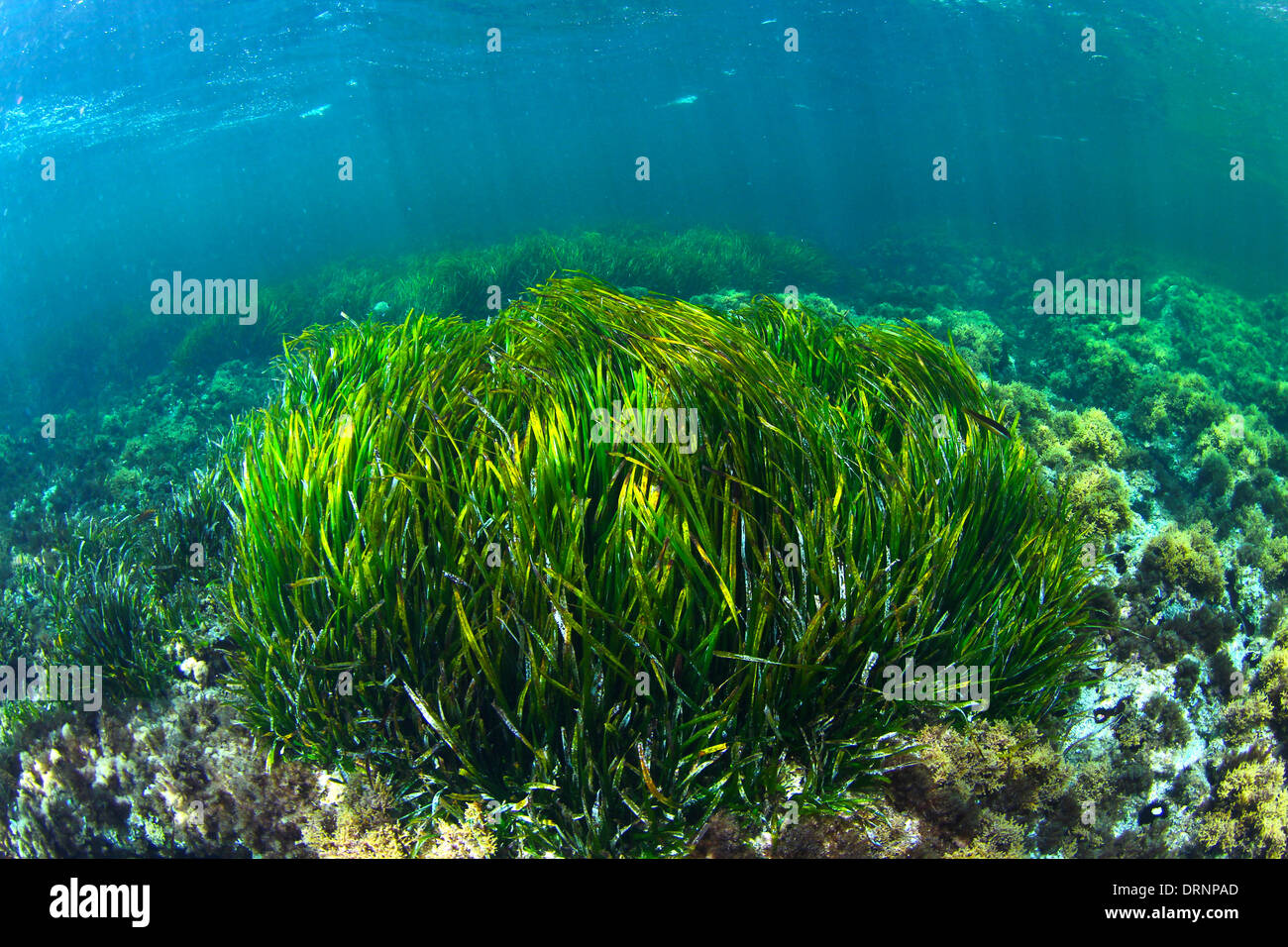 Posidonia oceanica is not an algae is a plant that is protected in the Mediterranean for its biological importance Stock Photo