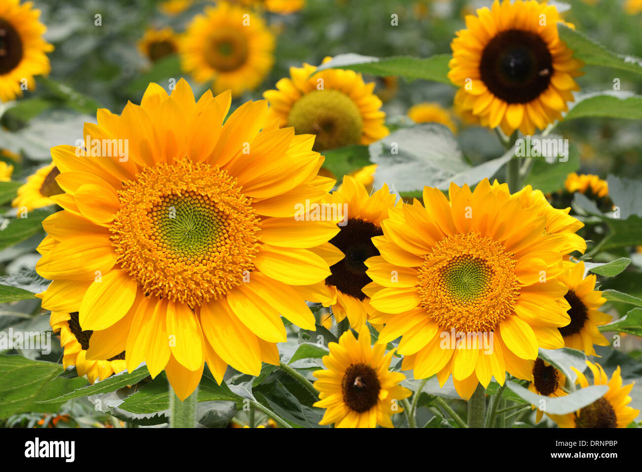 sunflower in the field Stock Photo - Alamy