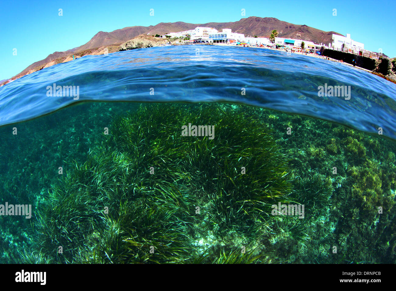 Posidonia oceanica is not an algae is a plant that is protected in the Mediterranean for its biological importance Stock Photo