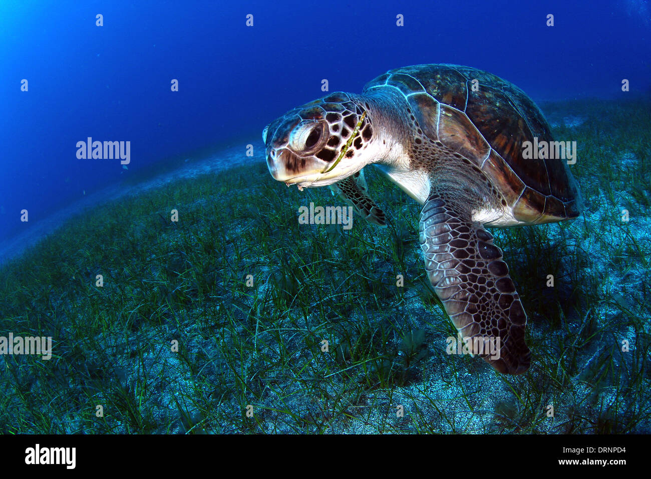 Green turtle (Chelonia mydas) eating in the seagrass Stock Photo