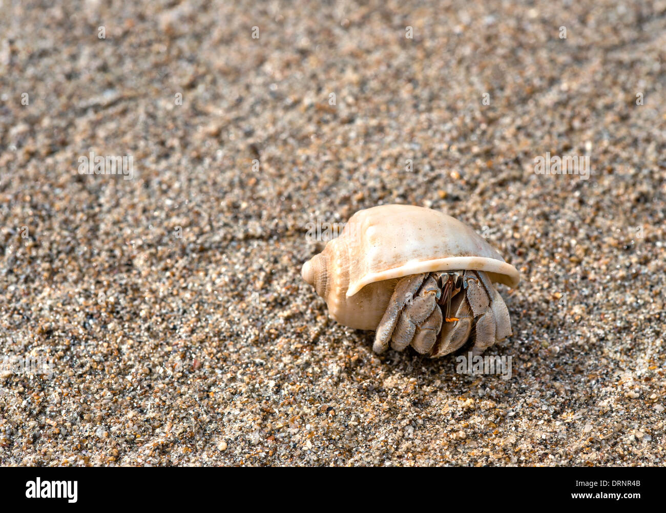 Hermit Crab High Resolution Stock Photography and Images - Alamy