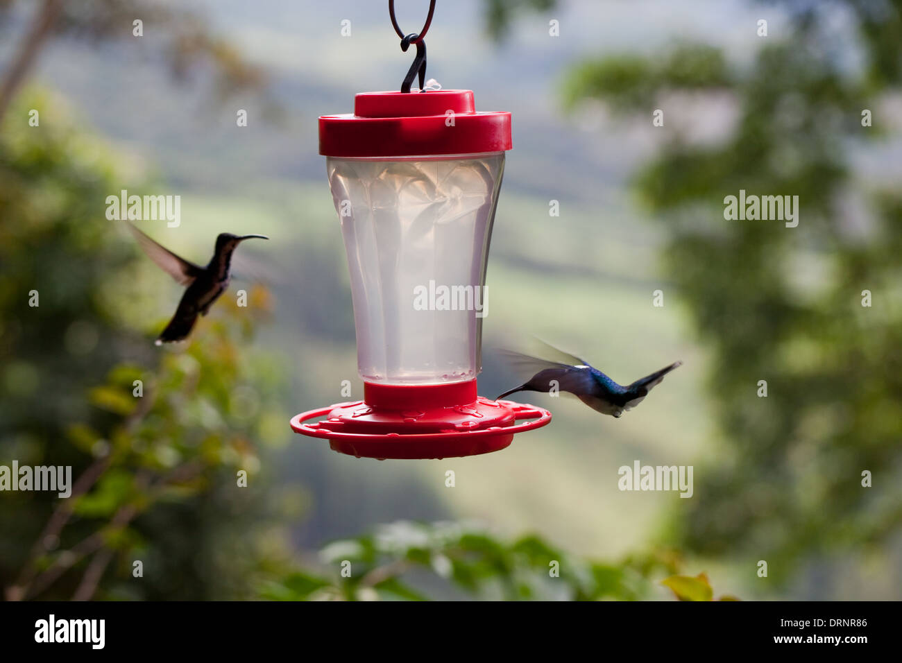Humming birds of two species, approaching feeding station. Costa Rica. Stock Photo