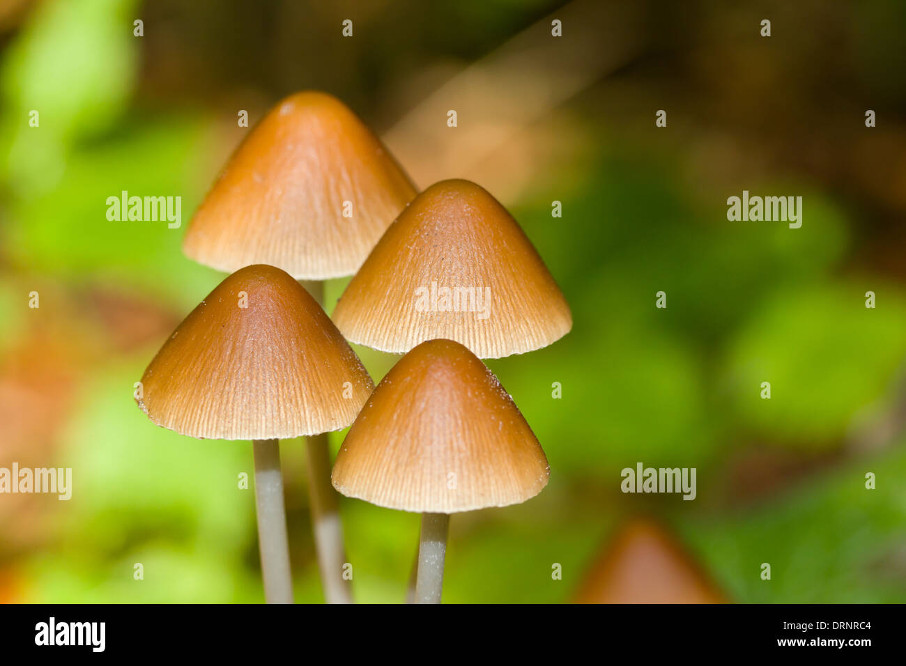 Shooting of wood mushrooms close up Stock Photo