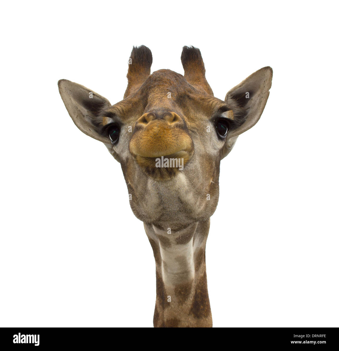 Giraffe (head) look directly on the isolated white background Stock Photo
