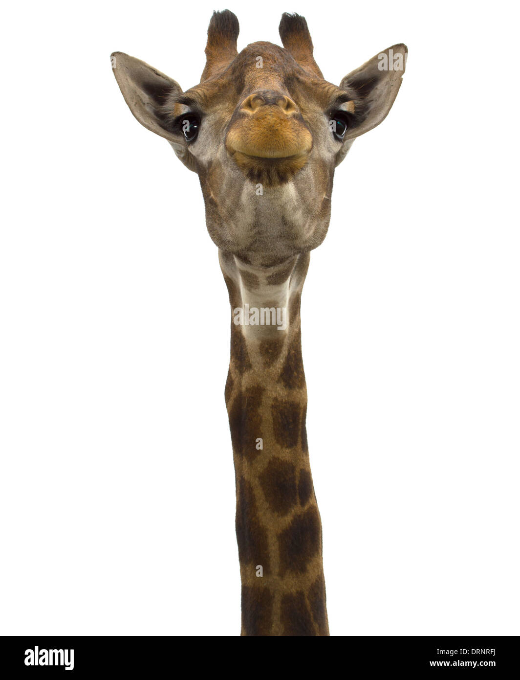 Giraffe (head) look directly on the isolated white background Stock Photo