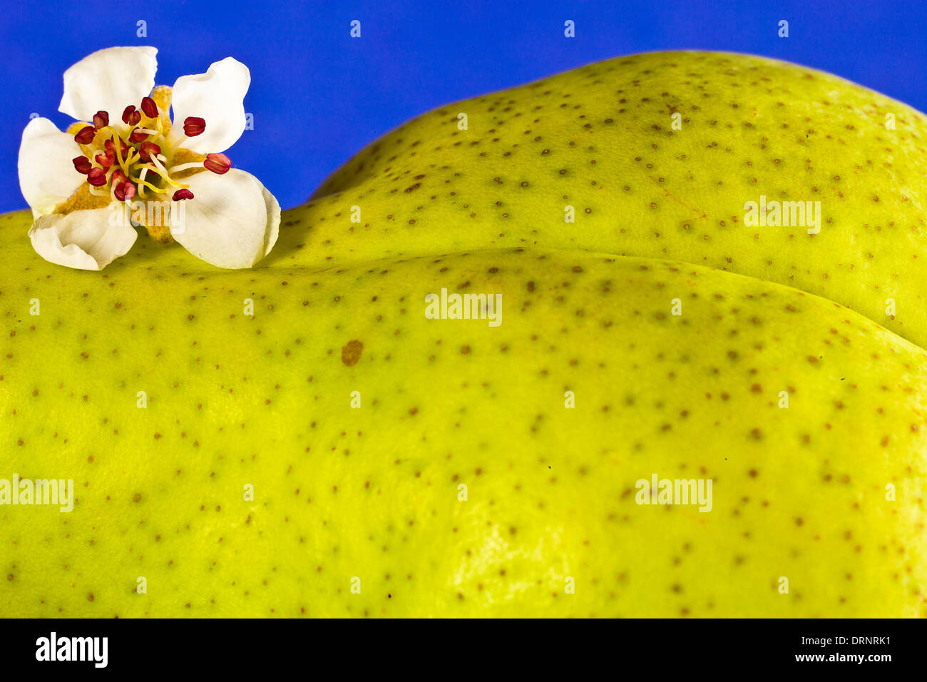 Pears in the shape of a human butt Stock Photo Alamy