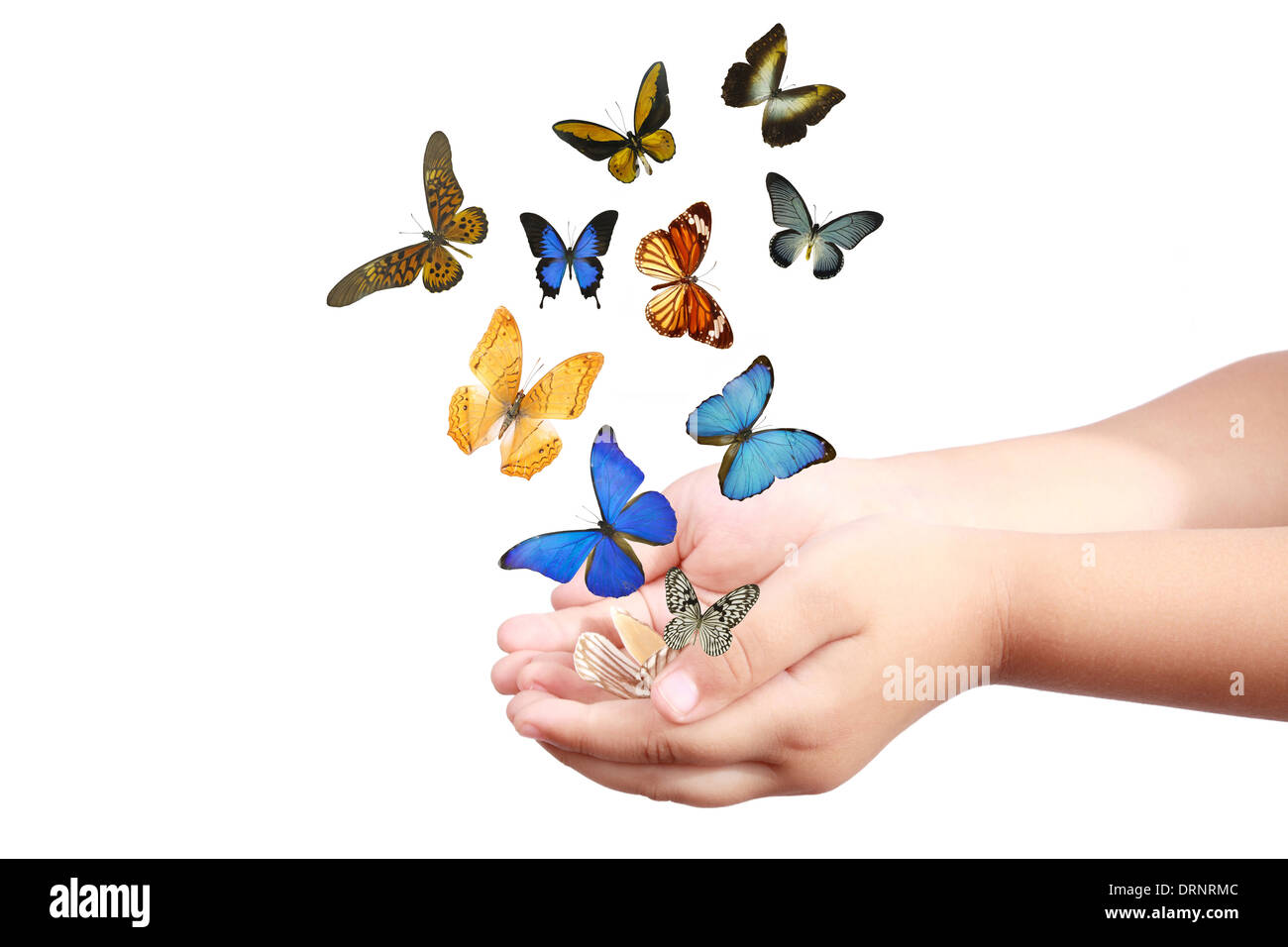 child's hand releasing butterflies Stock Photo